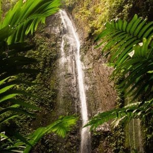 Guatemala Jungle Trek - Quetzal Birdwatching & Santiago Waterfall