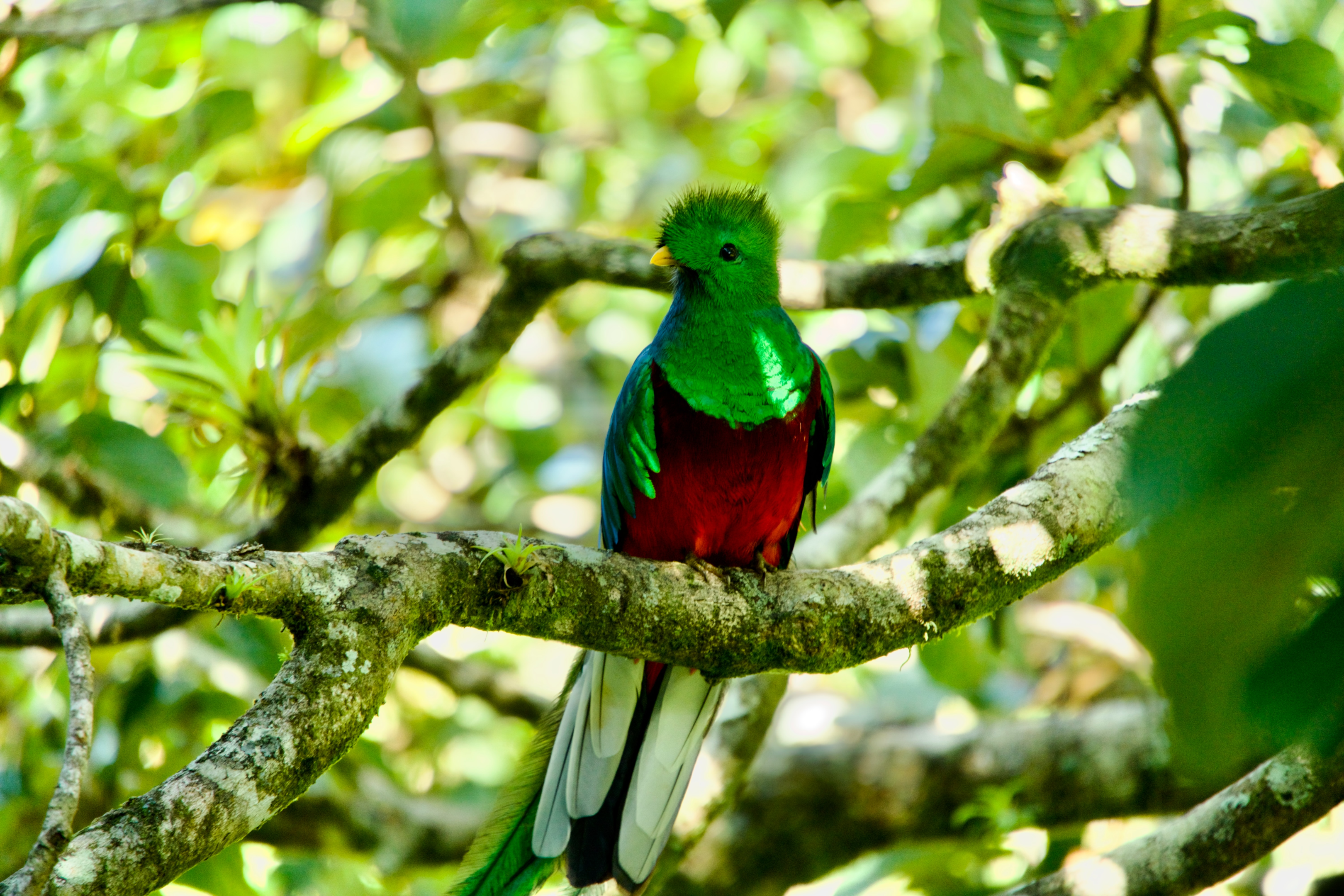 Guatemala's Quetzal bird sitting on a tree branch