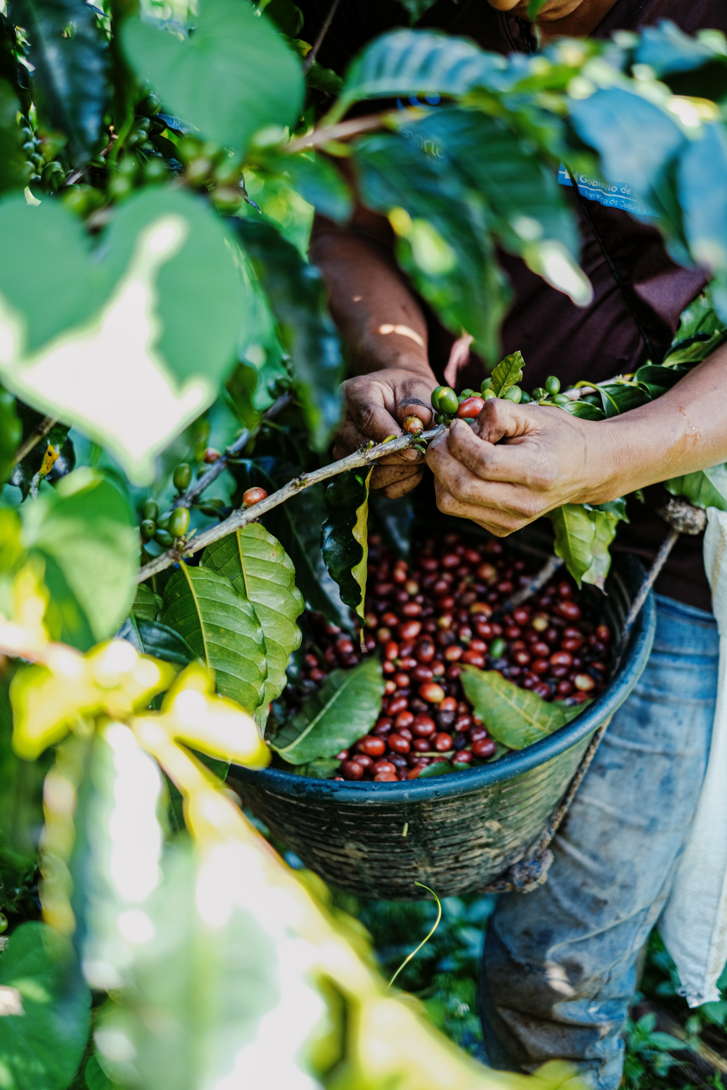 Man picking coffee cherries from the tree.