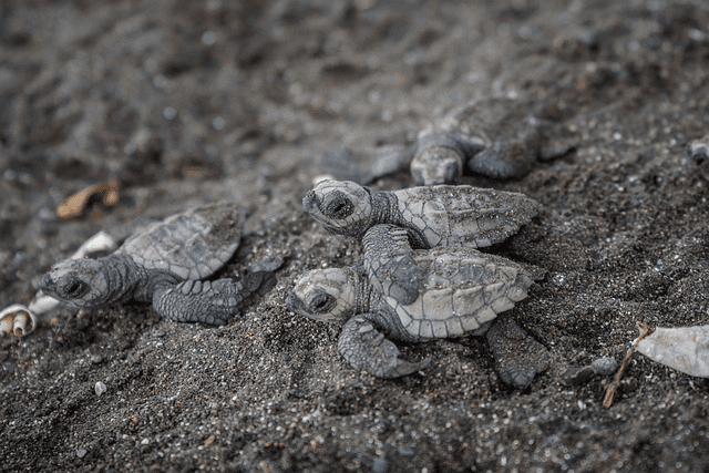 turtle, hatching, wildlife