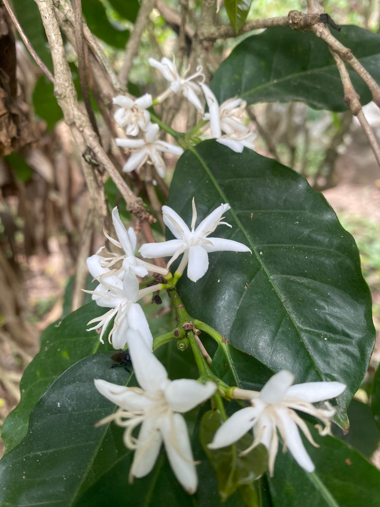 Coffee flowers in May.