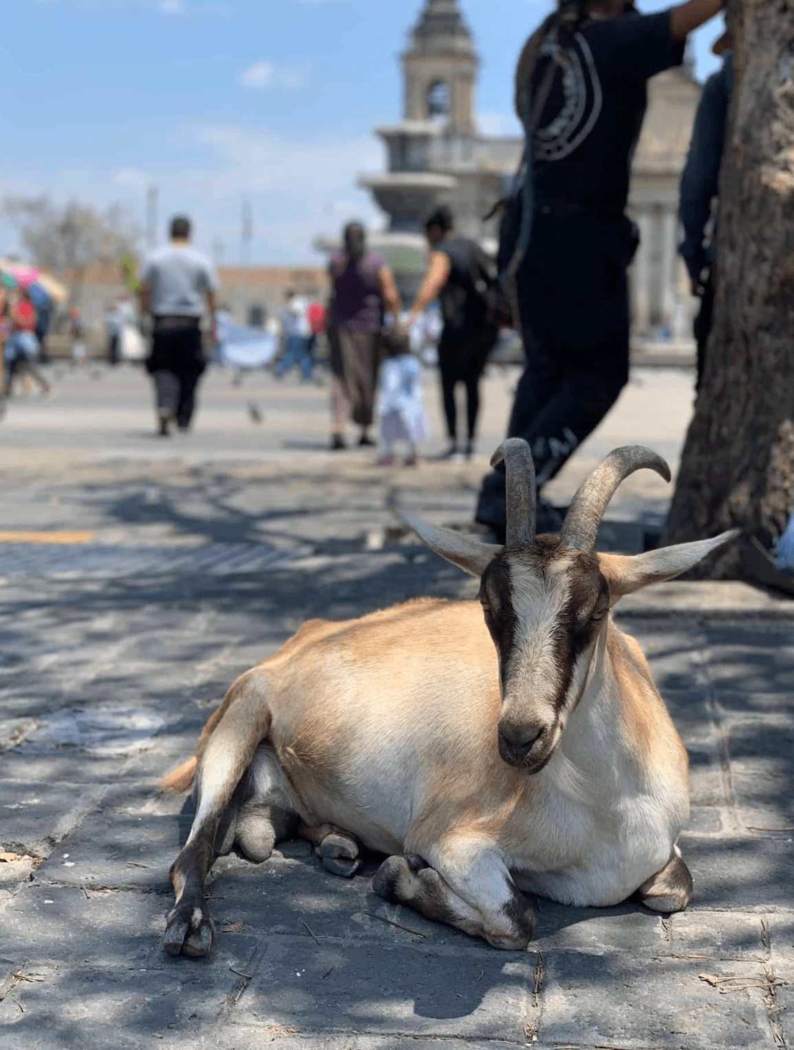 Goat's milk is a local delicacy. This goat is resting on the charming cobblestone streets.