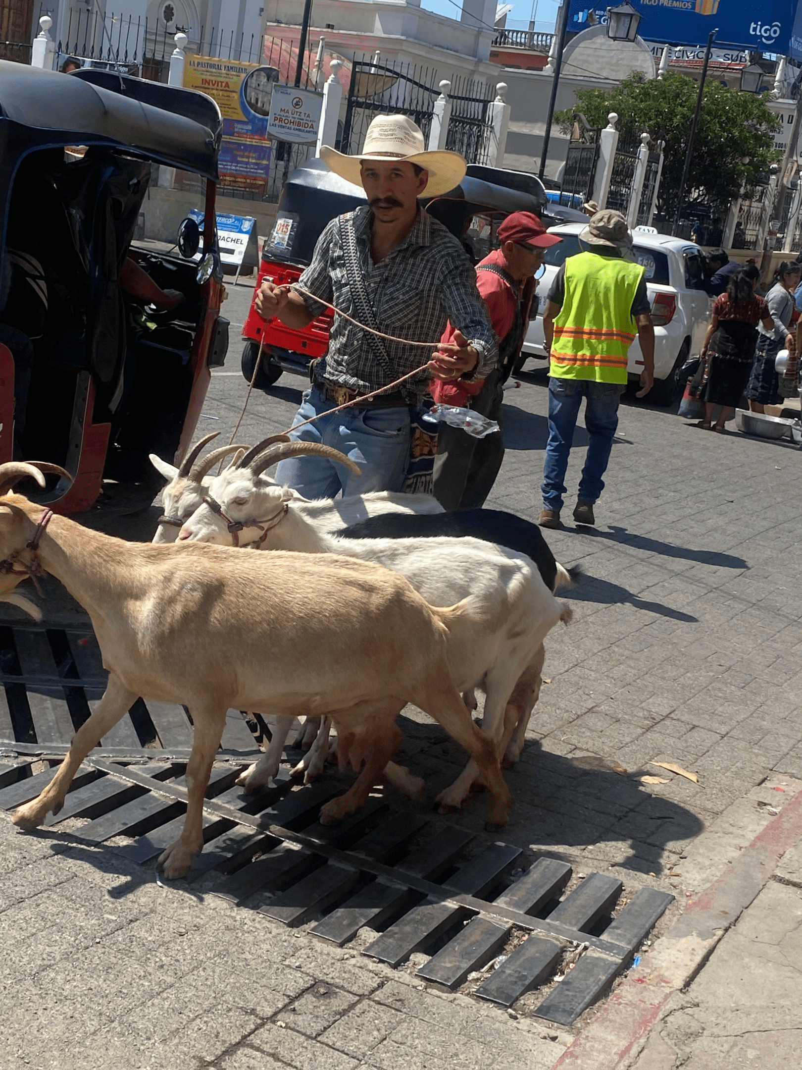 During a day tour in this colonial city, you can find herds of goats. 