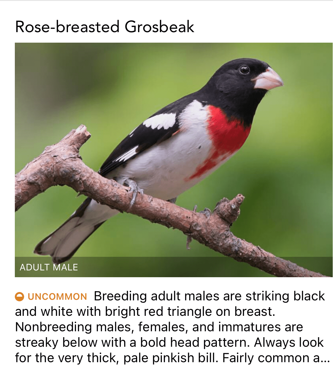 Rose-breasted Grosbeak resting on a branch.