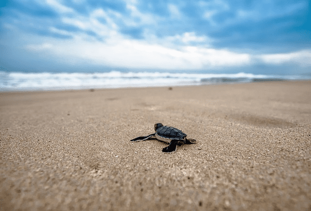Baby turtle fresh from its egg makes his way to the ocean.  The nests are found in rural areas.  