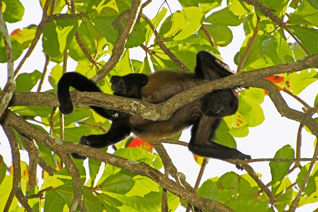 howler monkey in Tikal national park is one of many reasons why visit Guatemala