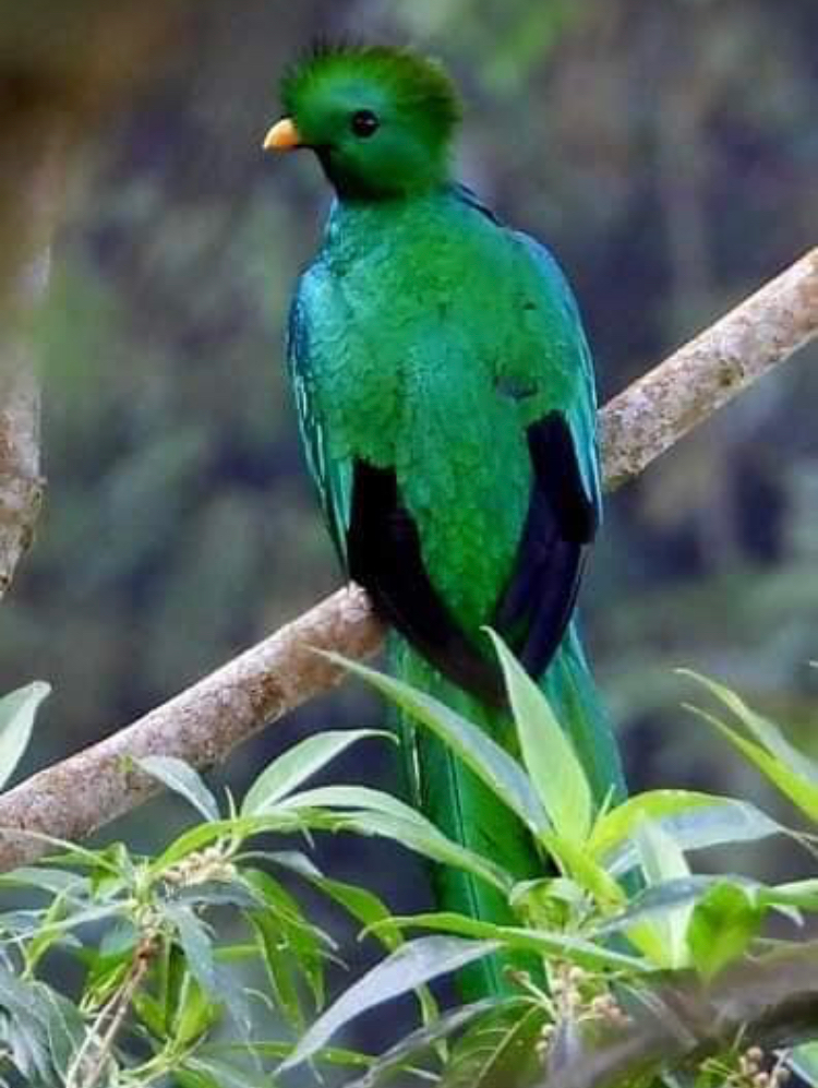 Quetzal bird in the wild.