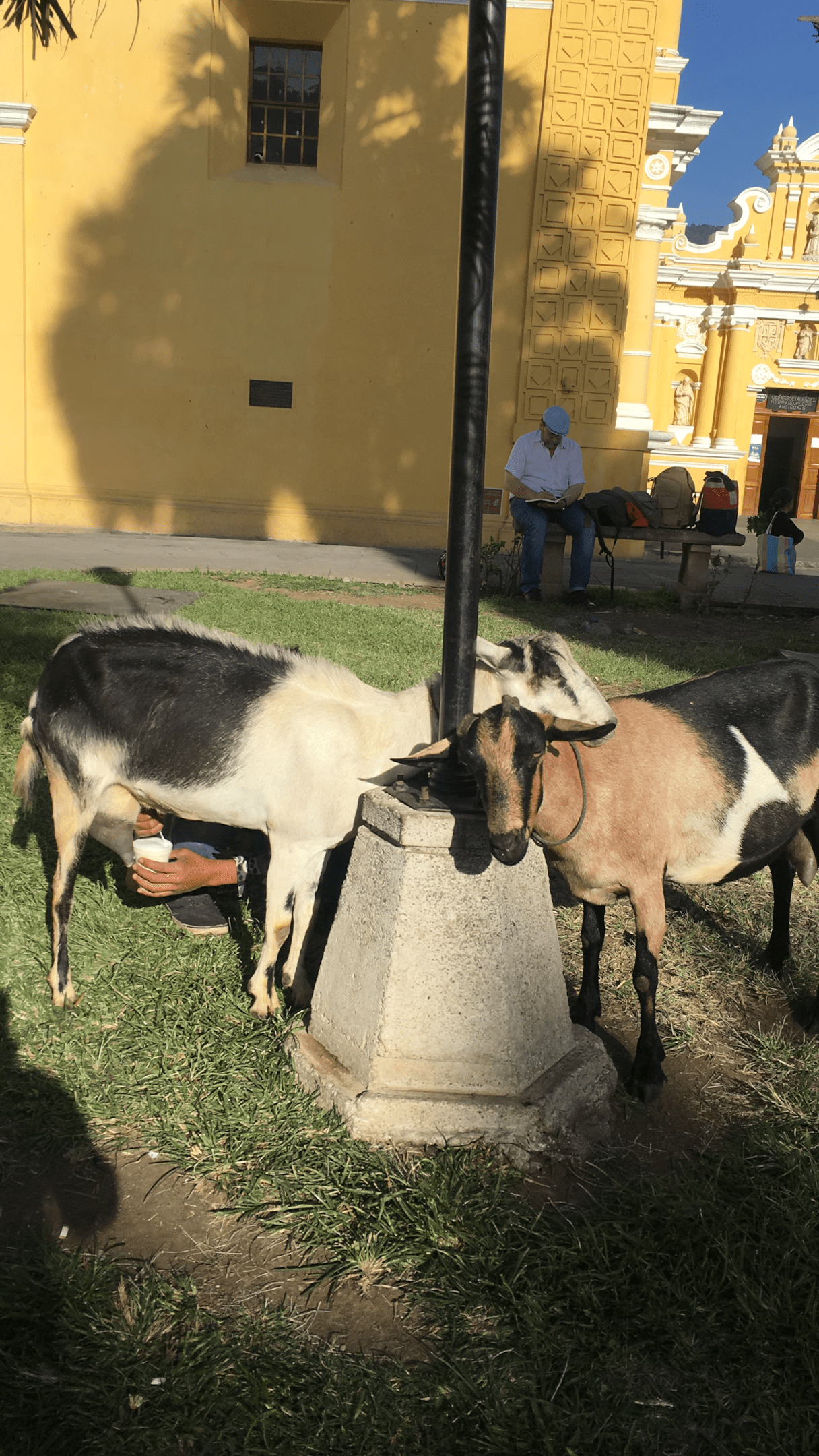 Milking goats for fresh milk near parque central in Antigua Guatemala.